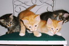 kittens on chair